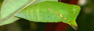 Pupae Side of Green Spotted Triangle - Graphium agamemnon ligatus